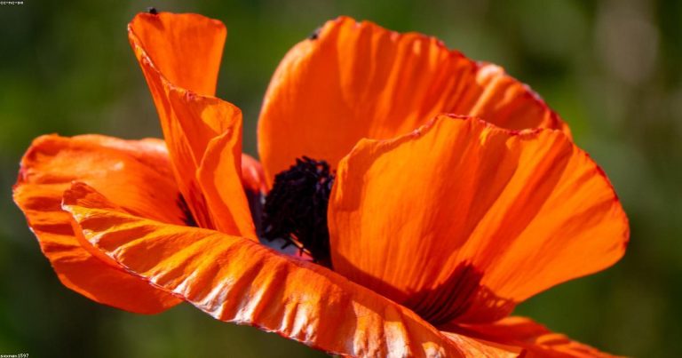 Ultimate Beauty Guide