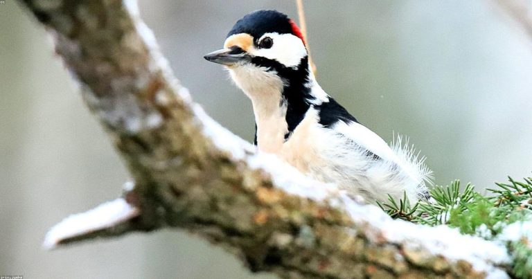 Ultimate Beauty Guide