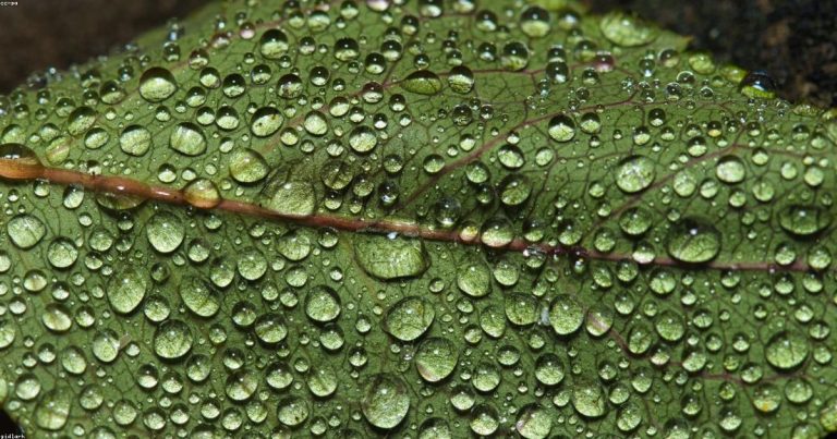 Ultimate Beauty Guide