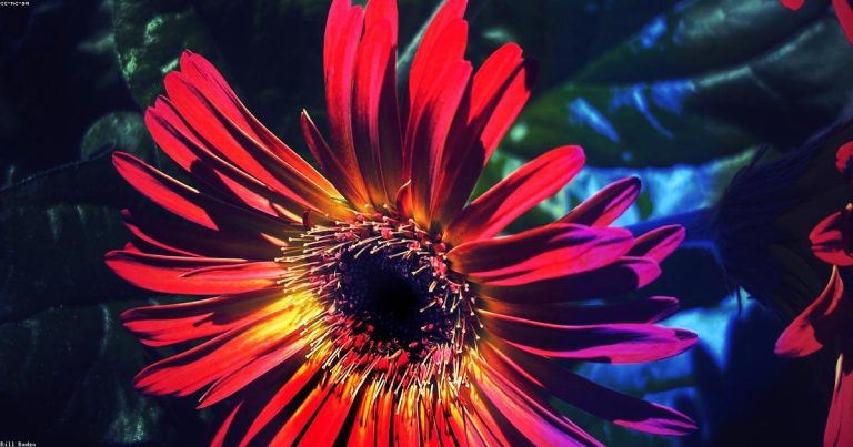 Shopping Style Guide